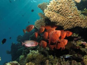 orange fish underwater with coral reef