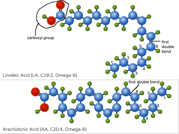 omega-6 fatty acid molecular structure, LA, AA