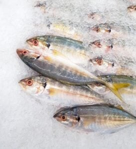 mackerel fish