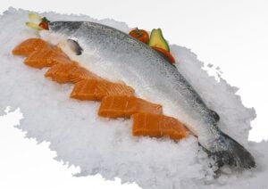 salmon fish