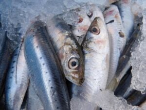 sardines fish