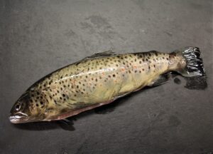 trout fish